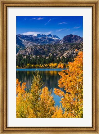 Framed Golden Fall Aspens At June Lake Print