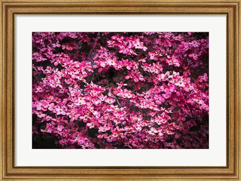 Framed Pink Dogwood, California Print