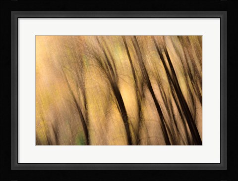Framed Forest Abstract, California Print
