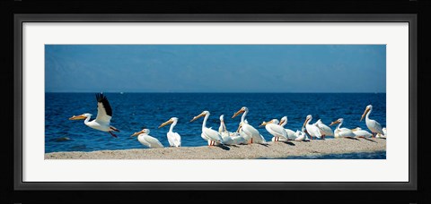 Framed Panoramic Pelicans On The Shore Of The Salton Sea Print