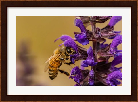 Framed Honey Bee On Salvia Blossoms Print