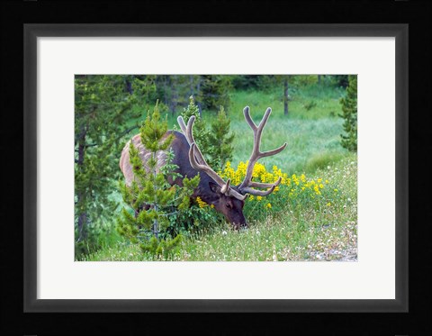 Framed Bull Elk Grazing In Rocky Mountain National Park Print