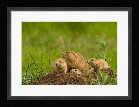 Framed Prairie Dog Family On A Den Mound Print