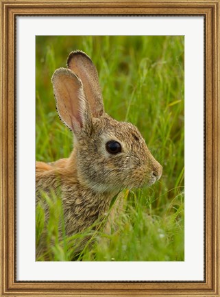 Framed Side Portrait Of A Cottontail Rabbit Print