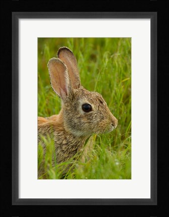 Framed Side Portrait Of A Cottontail Rabbit Print