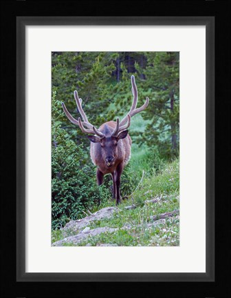 Framed Bull Elk In The Rocky Mountain National Park Forest Print