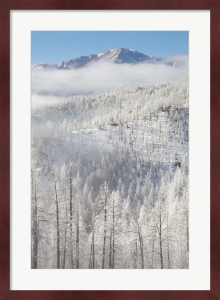 Framed Hoarfrost Coats The Trees Of Pike National Forest Print