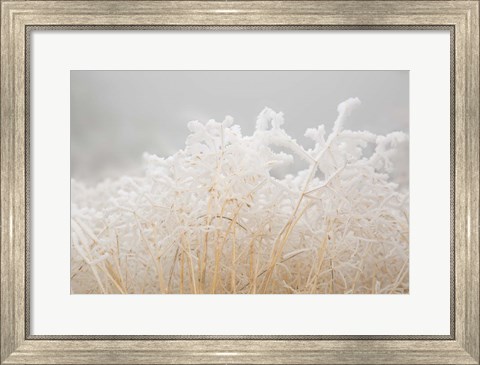 Framed Dried Winter Grasses Covered In Hoarfrost Print