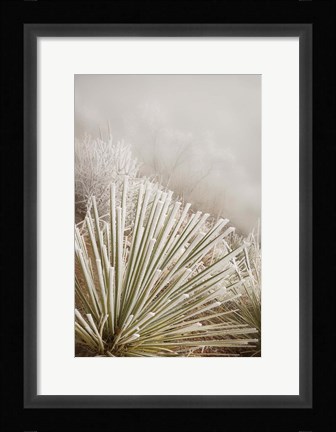 Framed Soapweed Yucca Covered In Hoarfrost Print