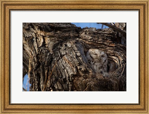 Framed Eastern Screech Owl In Its Nest Opening Print