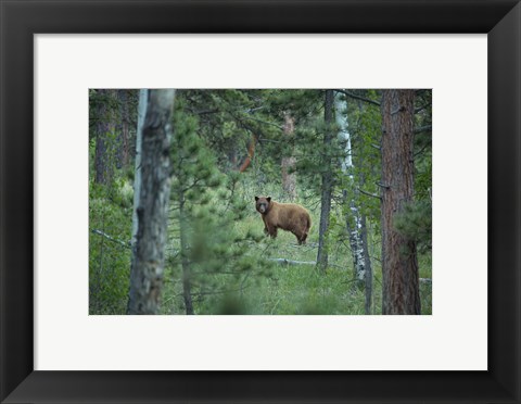 Framed Cinnamon Phase Black Bear In A Forest Print