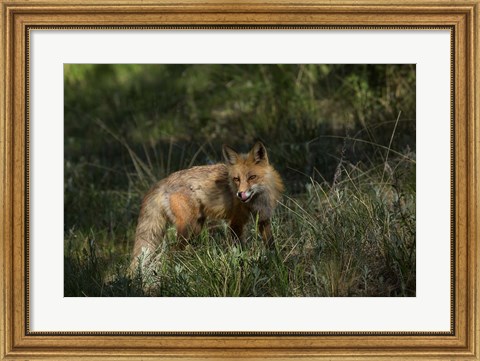 Framed Red Fox In A Meadow Print