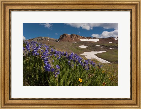 Framed Wildflowers On Cinnamon Pass Print