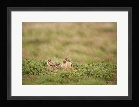Framed Burrowing Owl Babies At Sunrise Print