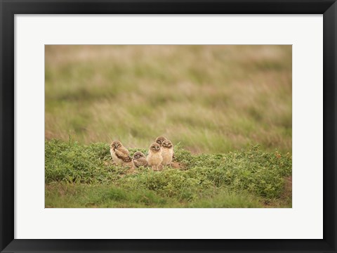 Framed Burrowing Owl Babies At Sunrise Print