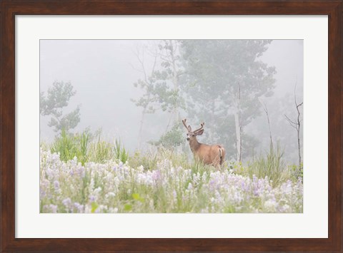 Framed Male Mule Deer In A Foggy Meadow Print