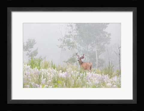 Framed Male Mule Deer In A Foggy Meadow Print