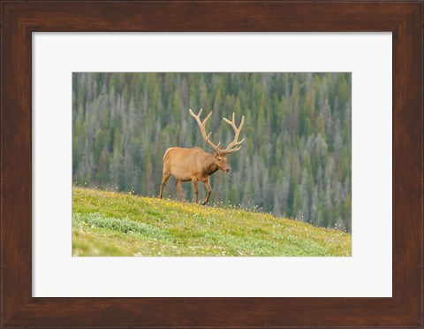 Framed Bull Elk In Velvet Walking Print
