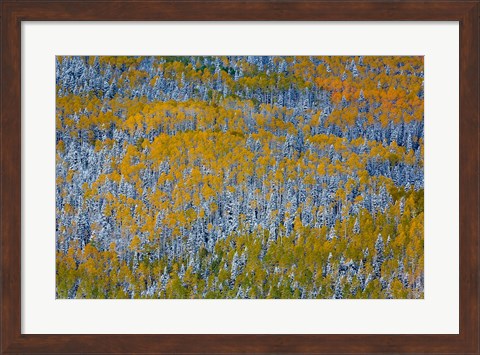 Framed Uncompahgre National Forest In Autumn Print