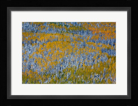 Framed Uncompahgre National Forest In Autumn Print