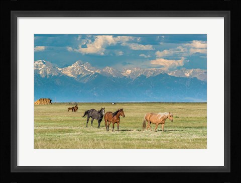 Framed Heard Of Horses In Hayfield, San Luis Valley Print