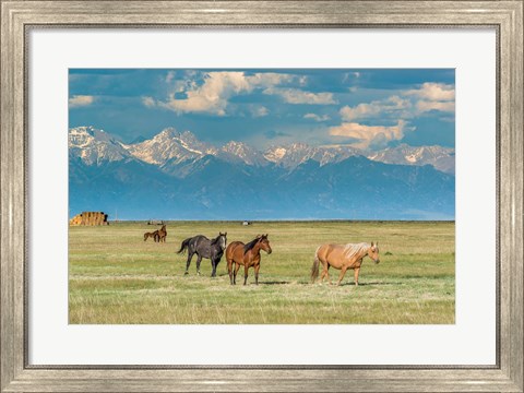 Framed Heard Of Horses In Hayfield, San Luis Valley Print
