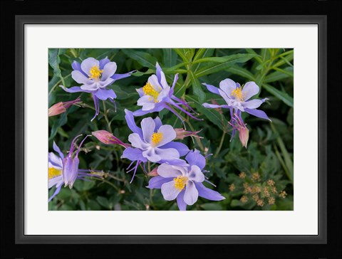 Framed Colorado Columbine Print