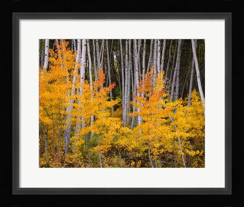 Framed Autumn Aspen Grove In The Grand Mesa National Forest Print