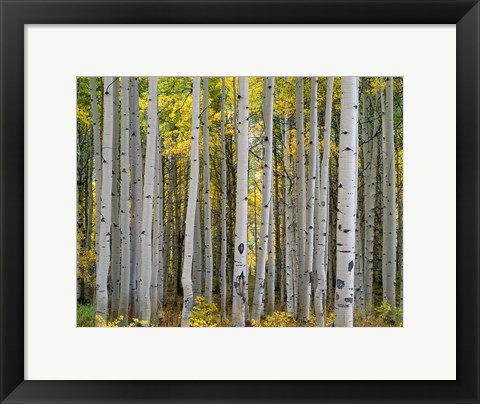 Framed Aspen Displays Fall Color In The West Elk Mountains Print