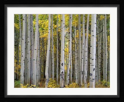 Framed Aspen Displays Fall Color In The West Elk Mountains Print