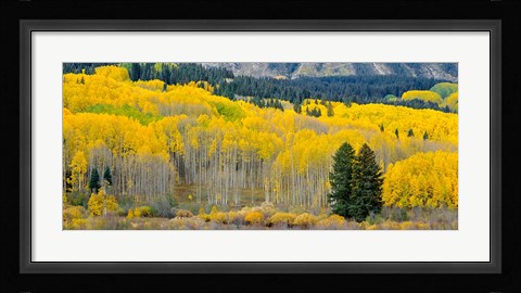 Framed Autumn Grove Panorama At The Base Of The Ruby Range Print