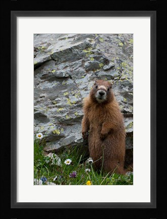 Framed Yellow-Bellied Marmot Print