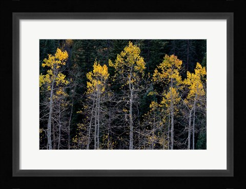 Framed Autumn Yellow Aspen In The Uncompahgre National Forest Print