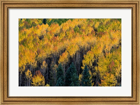 Framed Golden Aspen Of The Uncompahgre National Forest Print
