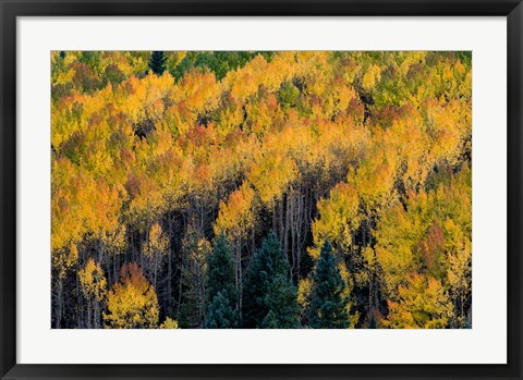 Framed Golden Aspen Of The Uncompahgre National Forest Print