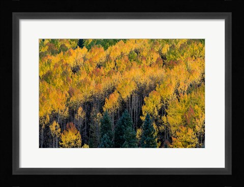 Framed Golden Aspen Of The Uncompahgre National Forest Print