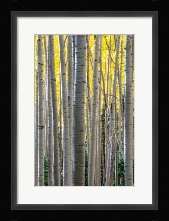 Framed Gathering Of Yellow Aspen In The Uncompahgre National Forest Print