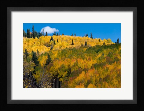 Framed Golden Landscape If The Uncompahgre National Forest Print