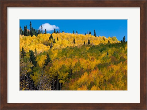 Framed Golden Landscape If The Uncompahgre National Forest Print