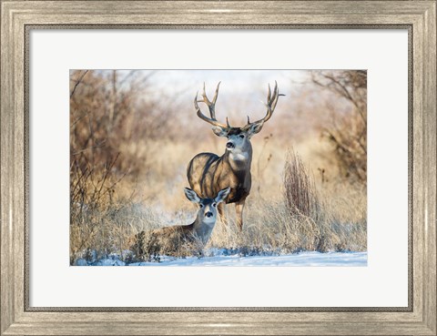 Framed Buck And Doe Mule Deer Print