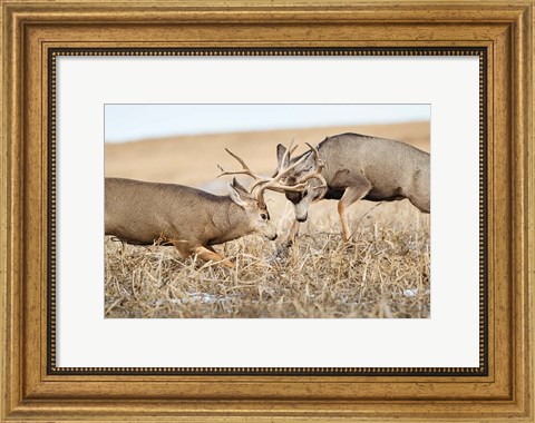 Framed Mule Deer Bucks Fighting Print