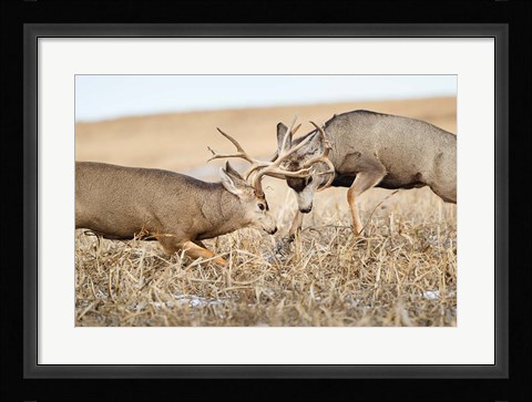 Framed Mule Deer Bucks Fighting Print