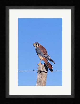Framed American Kestrel Print