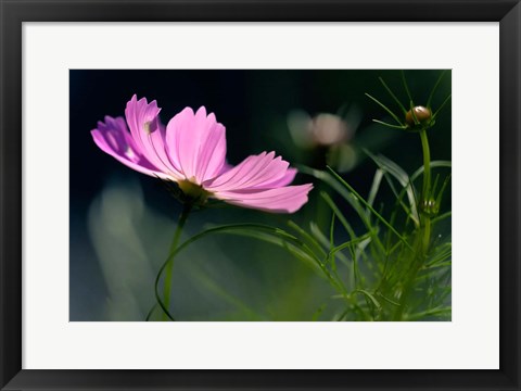 Framed Close-Up Of Cosmos Flower And Bud Print