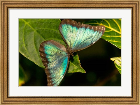 Framed Blue Morpho Butterfly On A Leaf Print