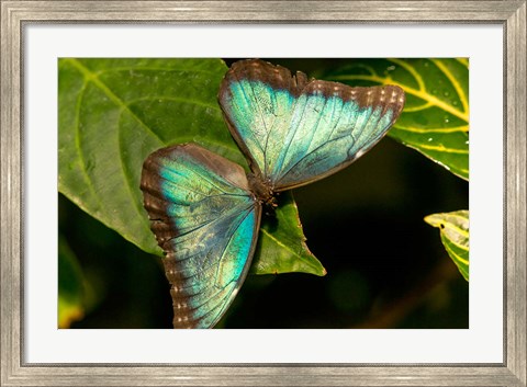 Framed Blue Morpho Butterfly On A Leaf Print