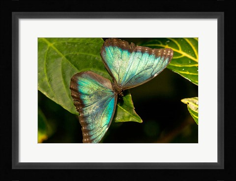 Framed Blue Morpho Butterfly On A Leaf Print