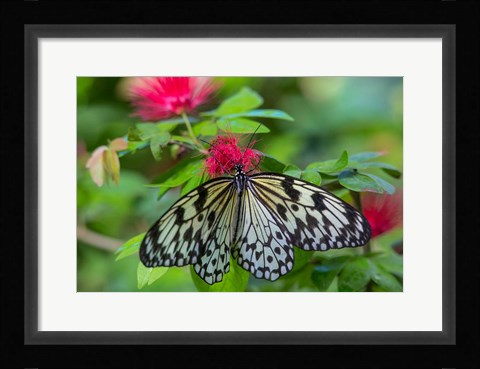 Framed Rice Paper Butterfly Print