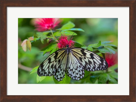 Framed Rice Paper Butterfly Print