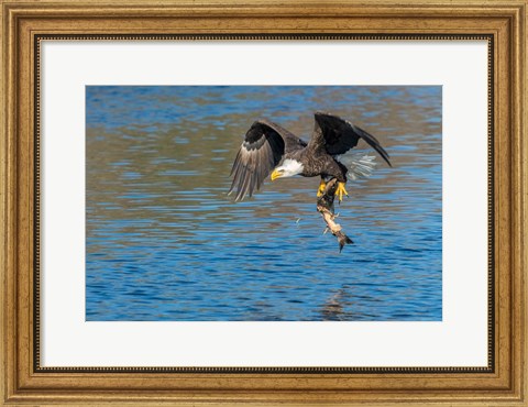 Framed Eagle Catching A Fish,  St John River Print
